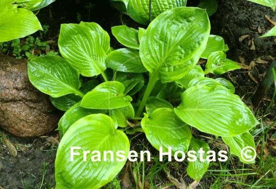 Hosta Jupiter